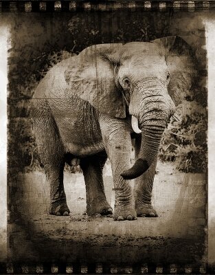 Винтажные фотообои Слон
