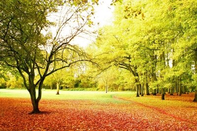 Фотообои в гостиную Осенни деревья в парке