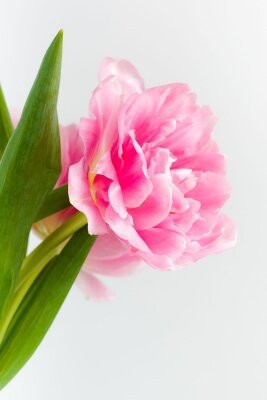 Фотообои Одинокий тюльпан
